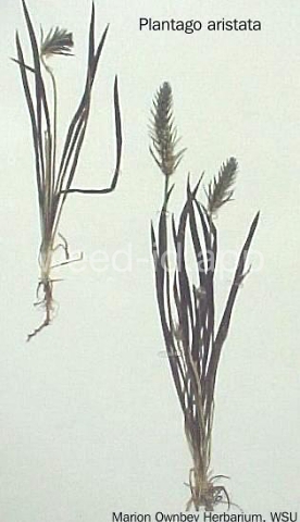 plantain, bracted